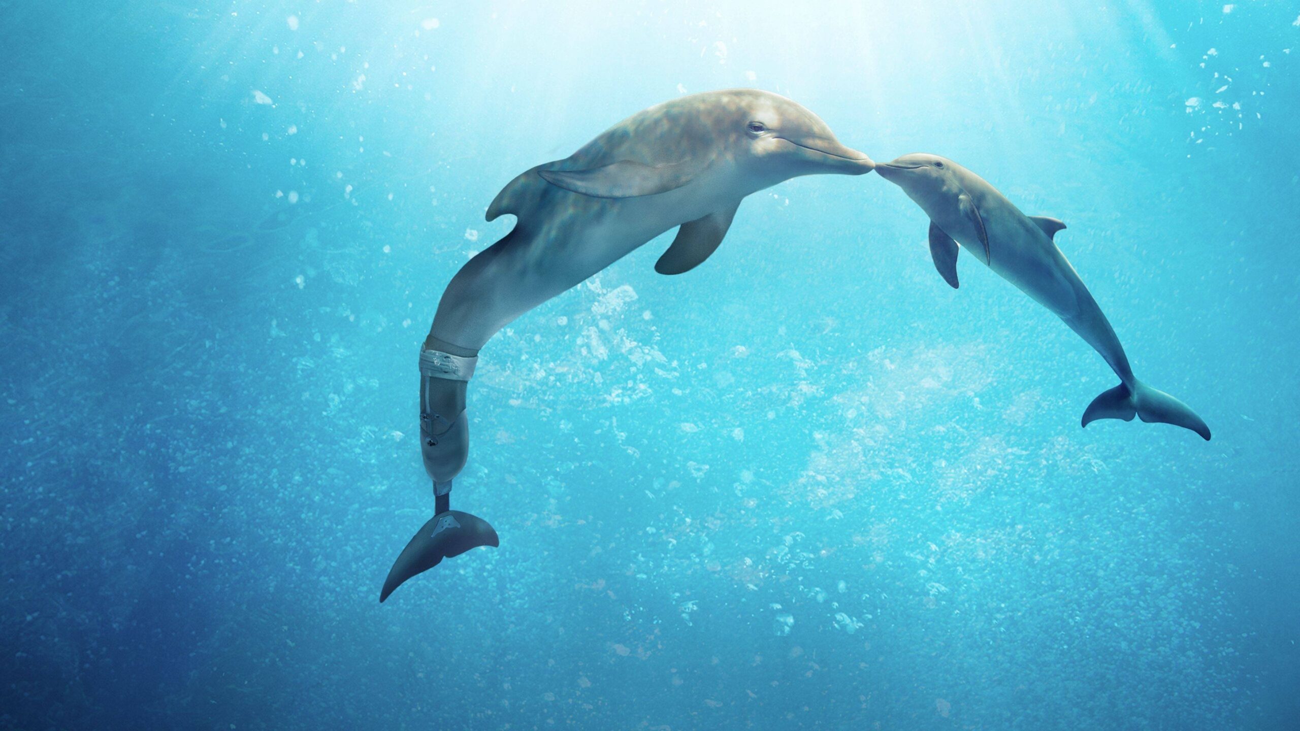 แนะนำภาพยนตร์ Dolphin Tale 2 แปลกใหม่
